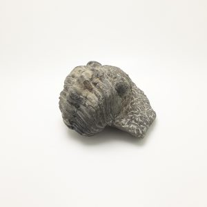 Trilobite Fóssil
