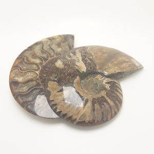 Ammonite do Madagascar