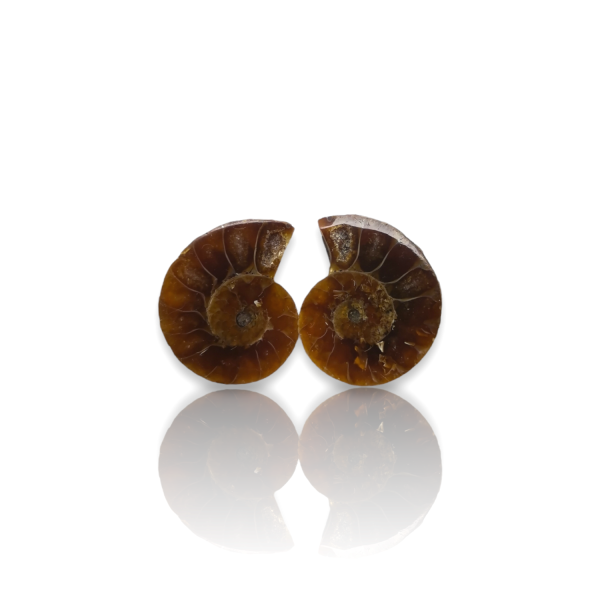Ammonites